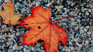 Di&scaron;ite jesen punim plućima