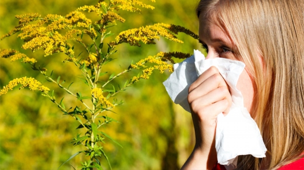 Koncentracija polena ambrozije u prestonici povećana pet puta